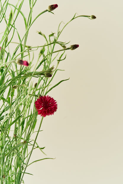 Kornblomst 'Red Ball' - frø - 1-årige sommerblomster - til din skærehave her vist på billede 5 fra Frk. Grønt