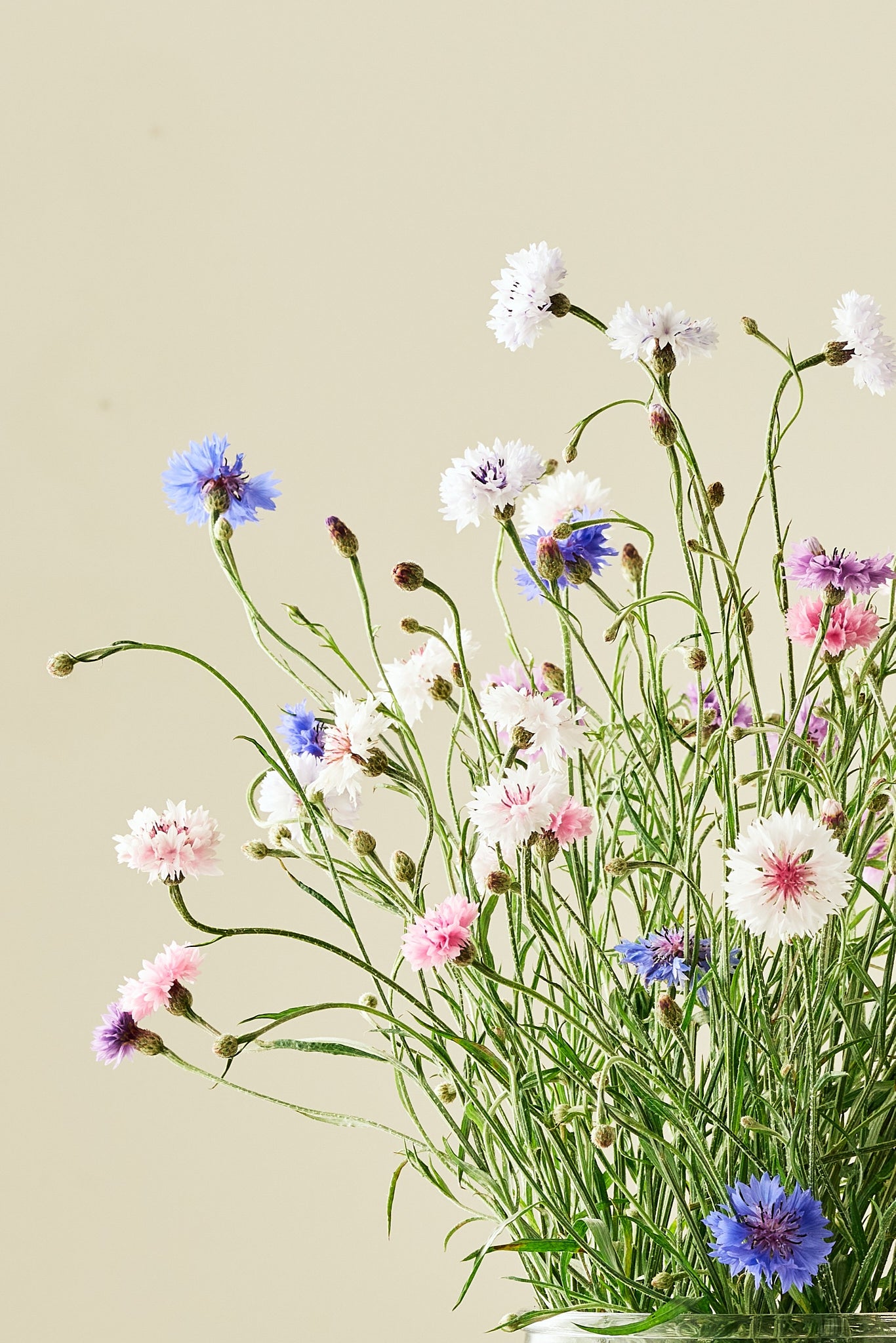 Kornblomst 'Tall Double Frosty Mix' - frø - 1-årige sommerblomster - til din skærehave her vist på billede 1 fra Frk. Grønt