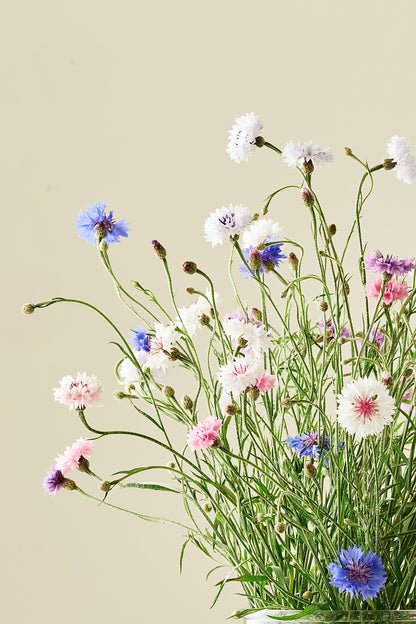 Kornblomst 'Tall Double Frosty Mix' - frø - 1-årige sommerblomster - til din skærehave her vist på billede 1 fra Frk. Grønt