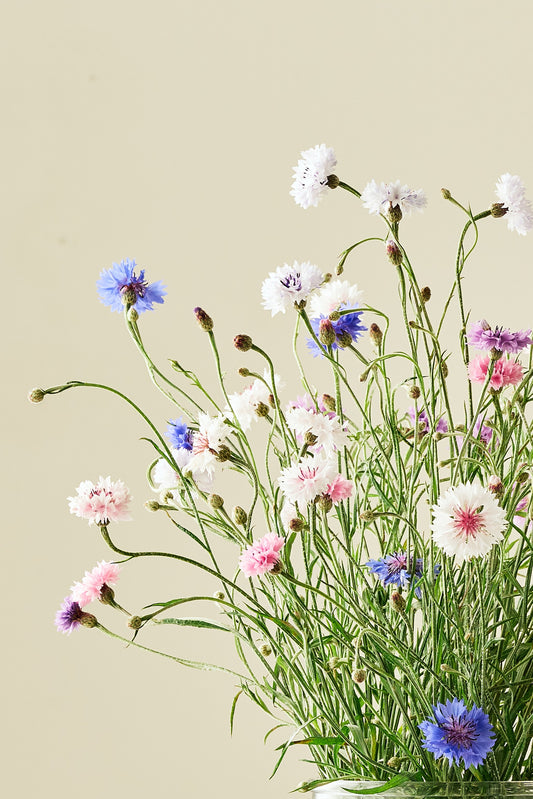 Kornblomst 'Tall Double Frosty Mix' - frø - 1-årige sommerblomster - til din skærehave her vist på billede 1 fra Frk. Grønt