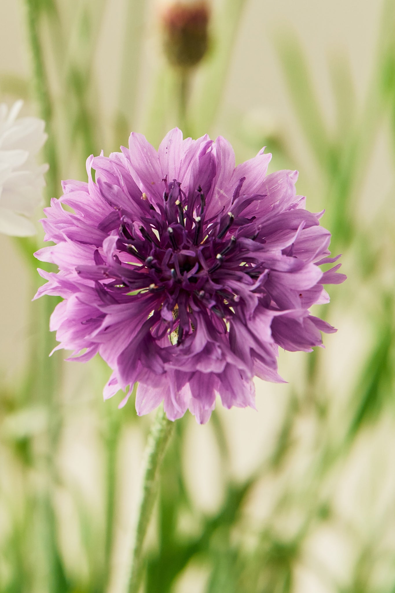 Kornblomst 'Tall Double Frosty Mix' - frø - 1-årige sommerblomster - til din skærehave her vist på billede 2 fra Frk. Grønt