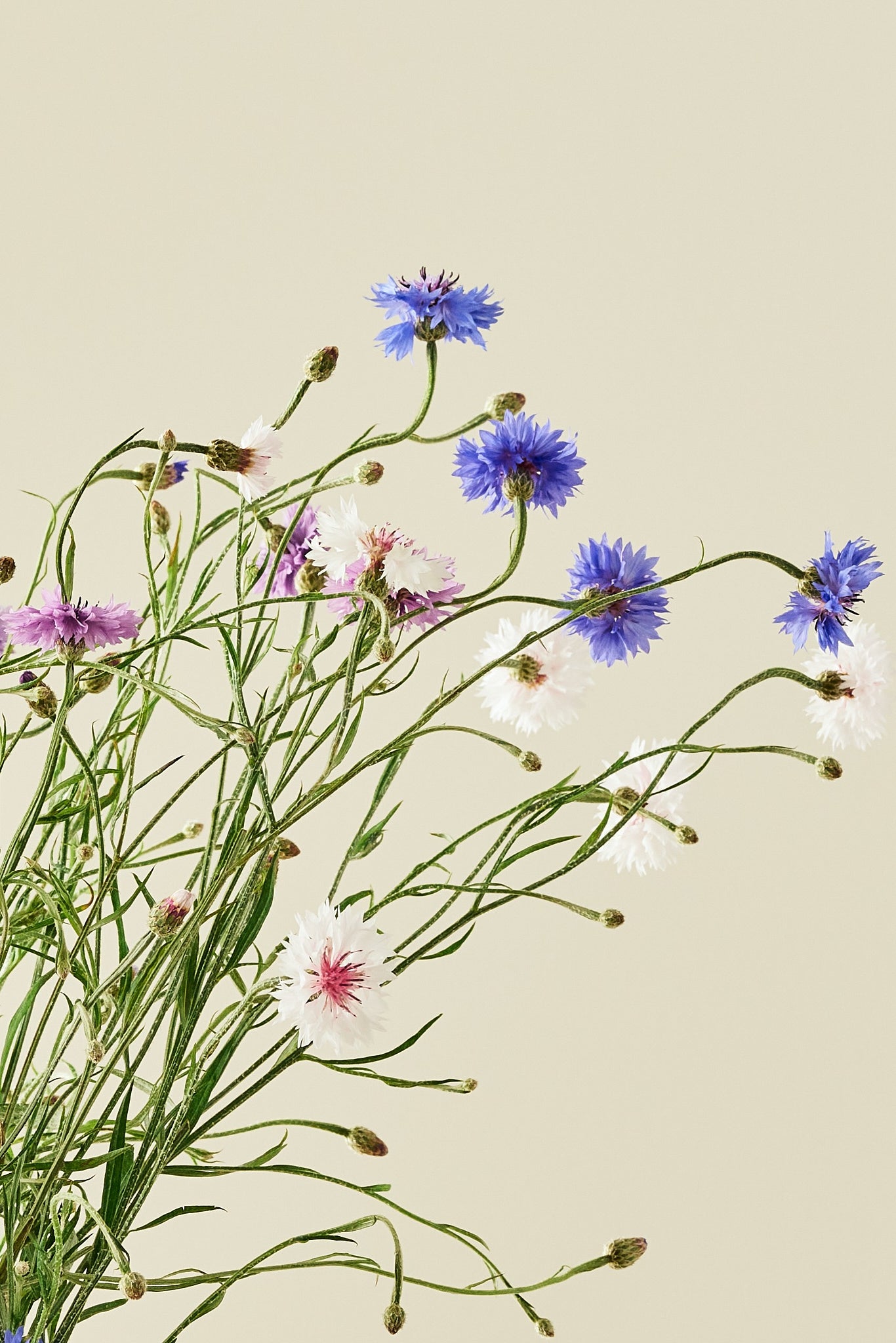 Kornblomst 'Tall Double Frosty Mix' - frø - 1-årige sommerblomster - til din skærehave her vist på billede 3 fra Frk. Grønt