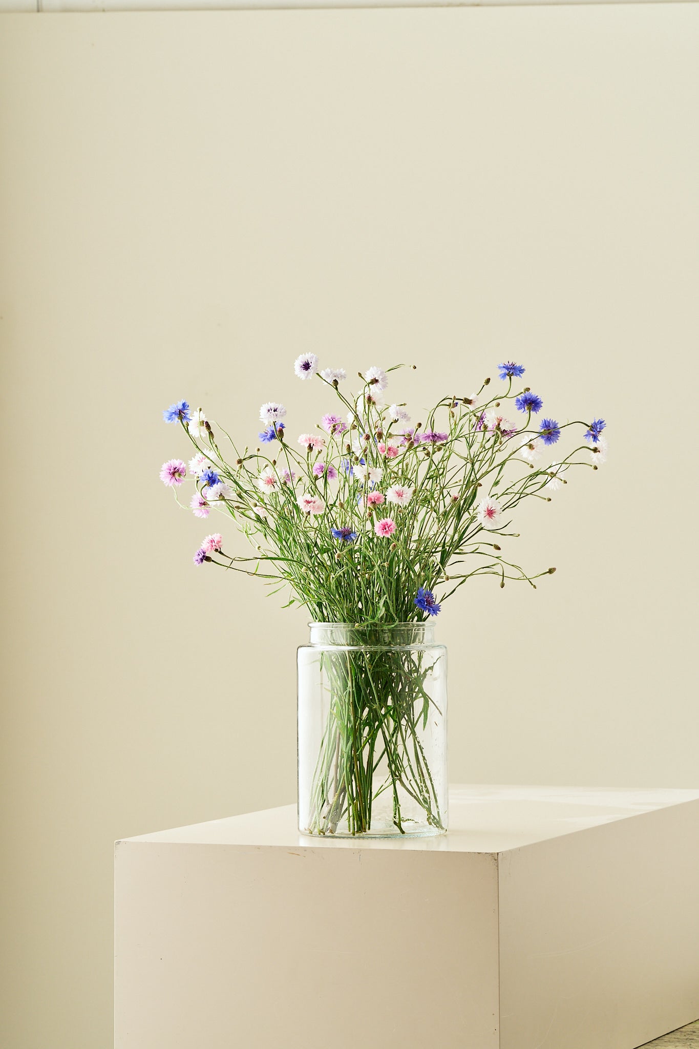 Kornblomst 'Tall Double Frosty Mix' - frø - 1-årige sommerblomster - til din skærehave her vist på billede 4 fra Frk. Grønt