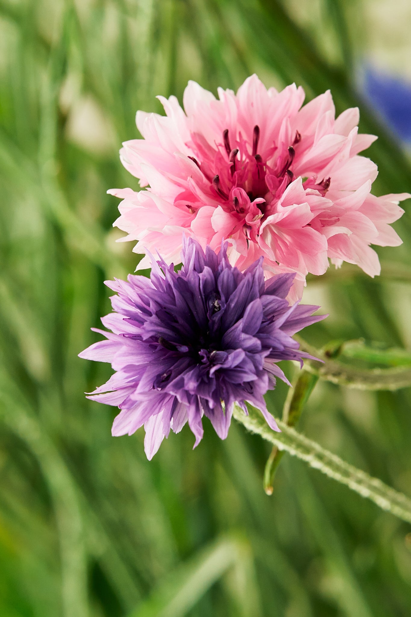 Kornblomst 'Tall Double Frosty Mix' - frø - 1-årige sommerblomster - til din skærehave her vist på billede 5 fra Frk. Grønt