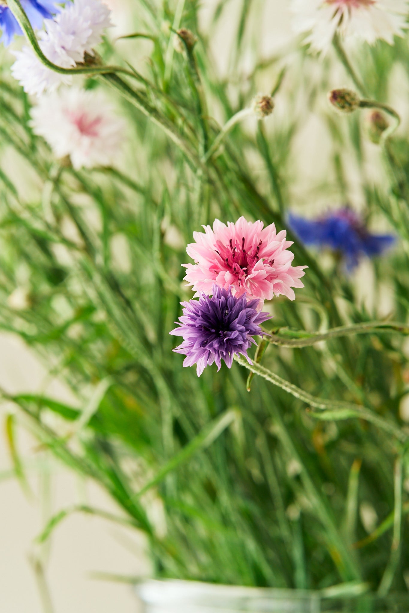 Kornblomst 'Tall Double Frosty Mix' - frø - 1-årige sommerblomster - til din skærehave her vist på billede 6 fra Frk. Grønt