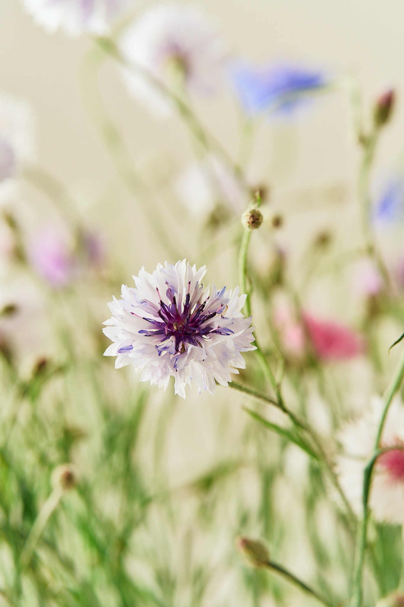 Kornblomst 'Tall Double Frosty Mix' - frø - 1-årige sommerblomster - til din skærehave her vist på billede 7 fra Frk. Grønt