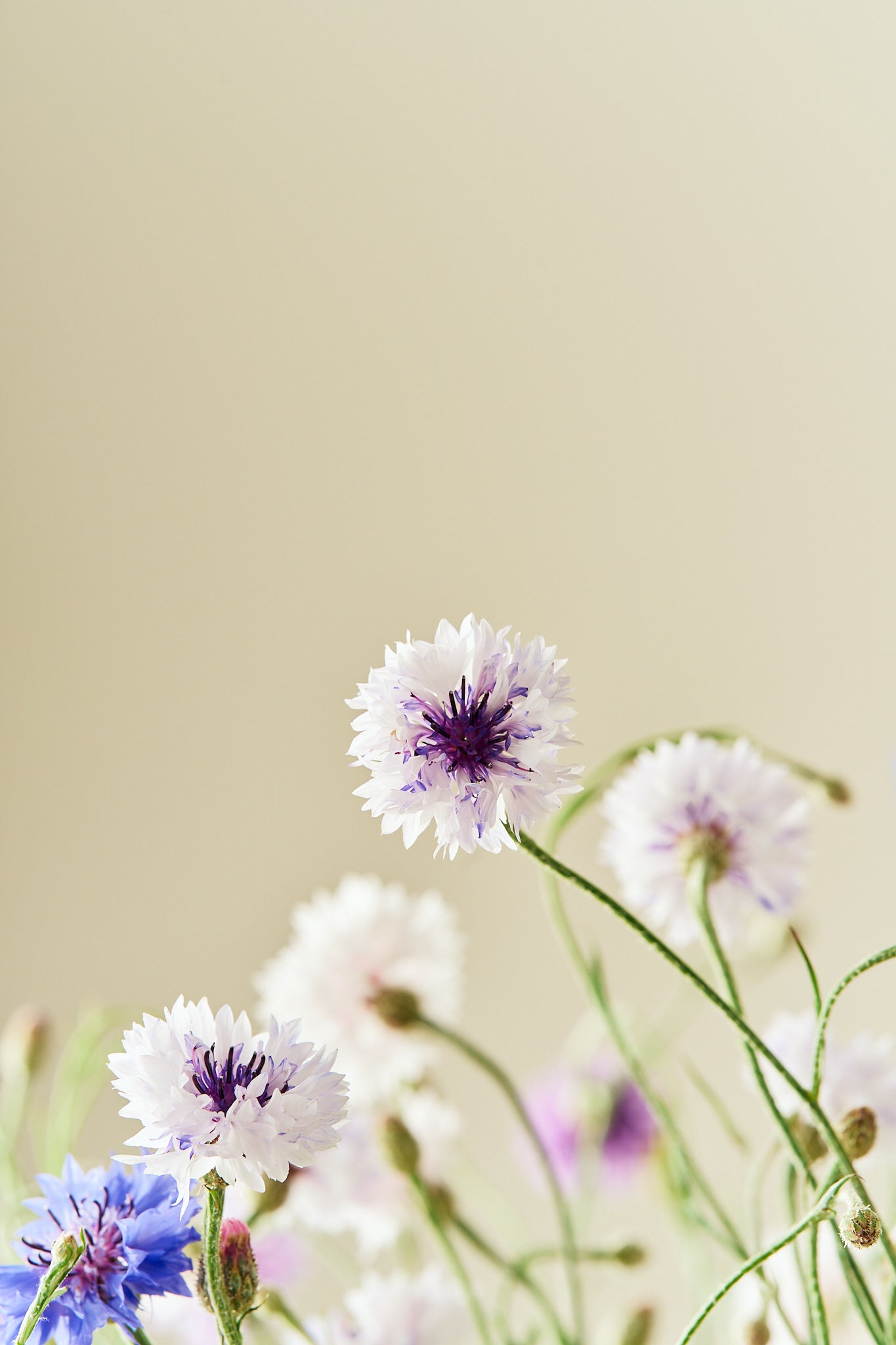 Kornblomst 'Tall Double Frosty Mix' - frø - 1-årige sommerblomster - til din skærehave her vist på billede 8 fra Frk. Grønt