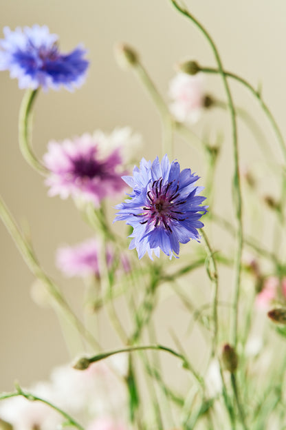 Kornblomst 'Tall Double Frosty Mix' - frø - 1-årige sommerblomster - til din skærehave her vist på billede 9 fra Frk. Grønt
