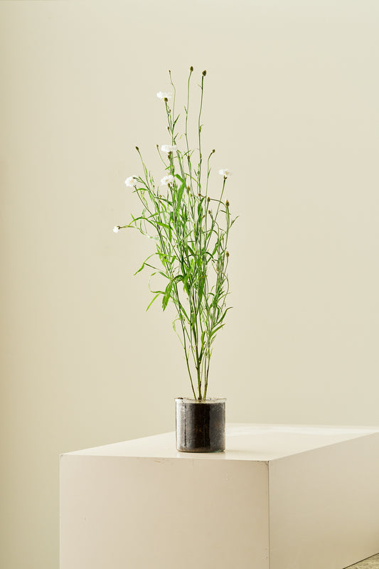 Kornblomst 'White Ball' - frø - 1-årige sommerblomster - til din skærehave her vist på billede 2 fra Frk. Grønt