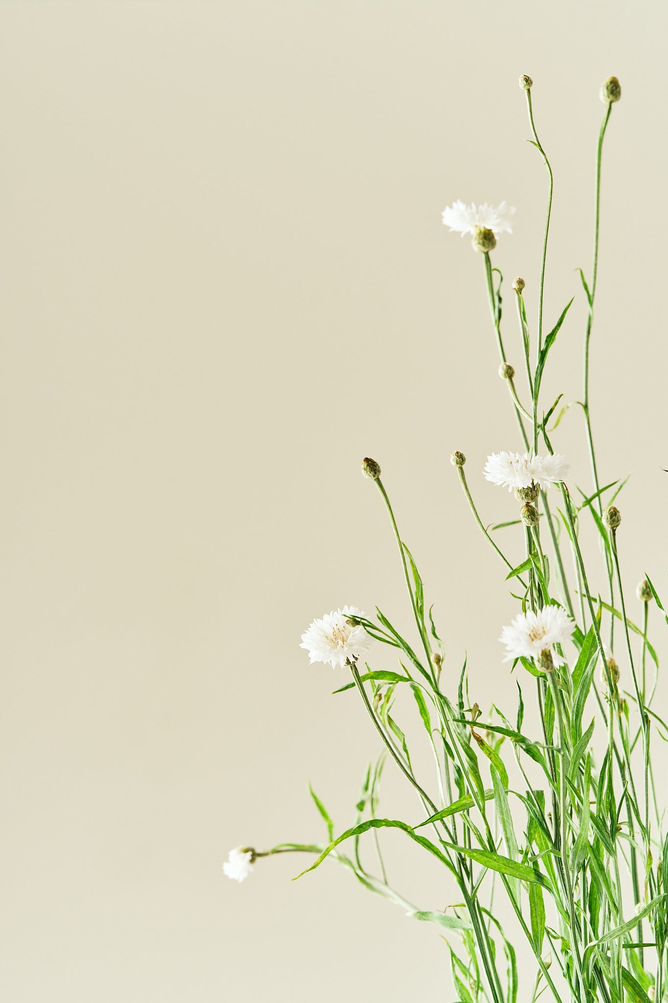 Kornblomst 'White Ball' - frø - 1-årige sommerblomster - til din skærehave her vist på billede 3 fra Frk. Grønt