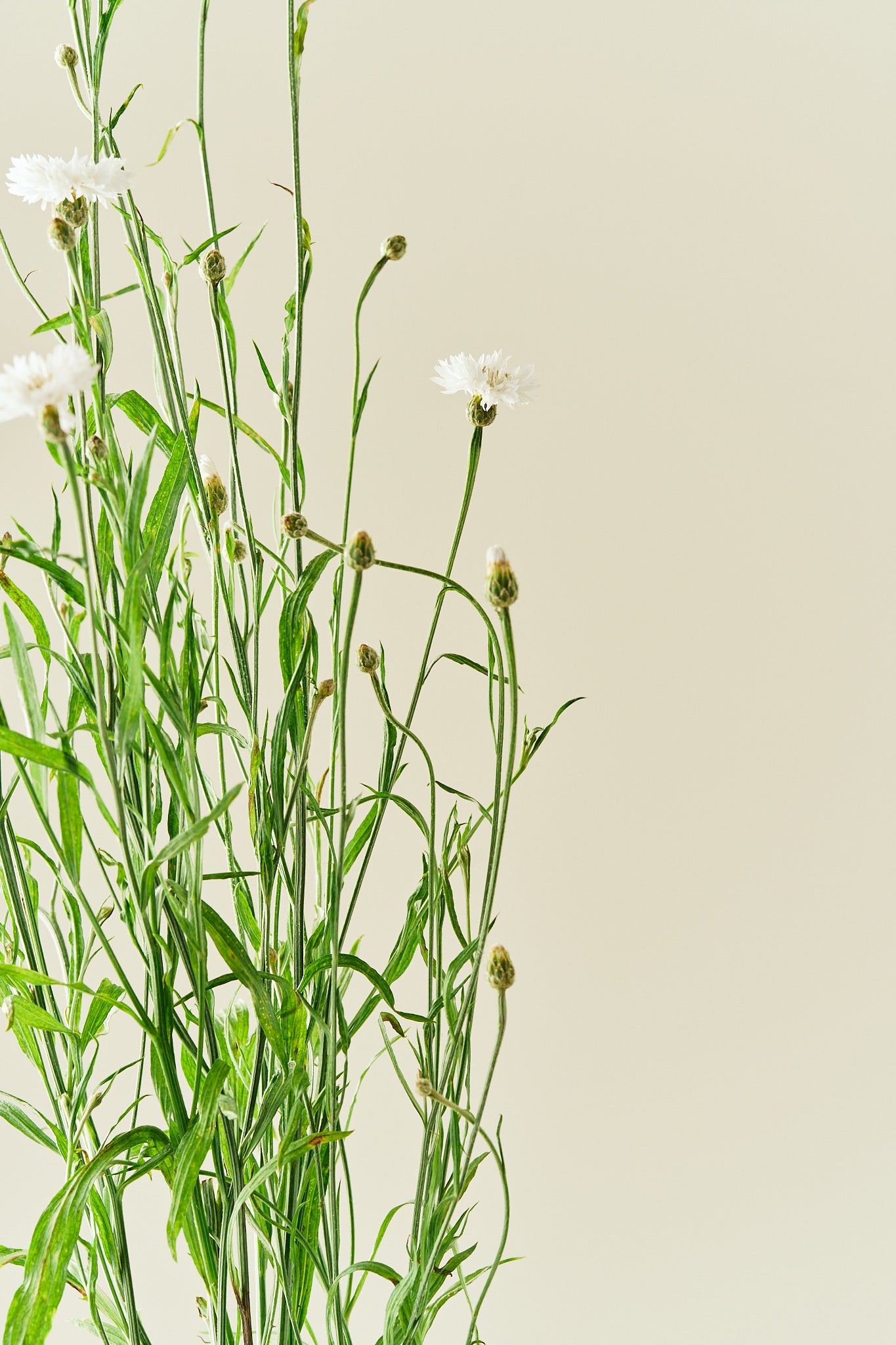 Kornblomst 'White Ball' - frø - 1-årige sommerblomster - til din skærehave her vist på billede 5 fra Frk. Grønt