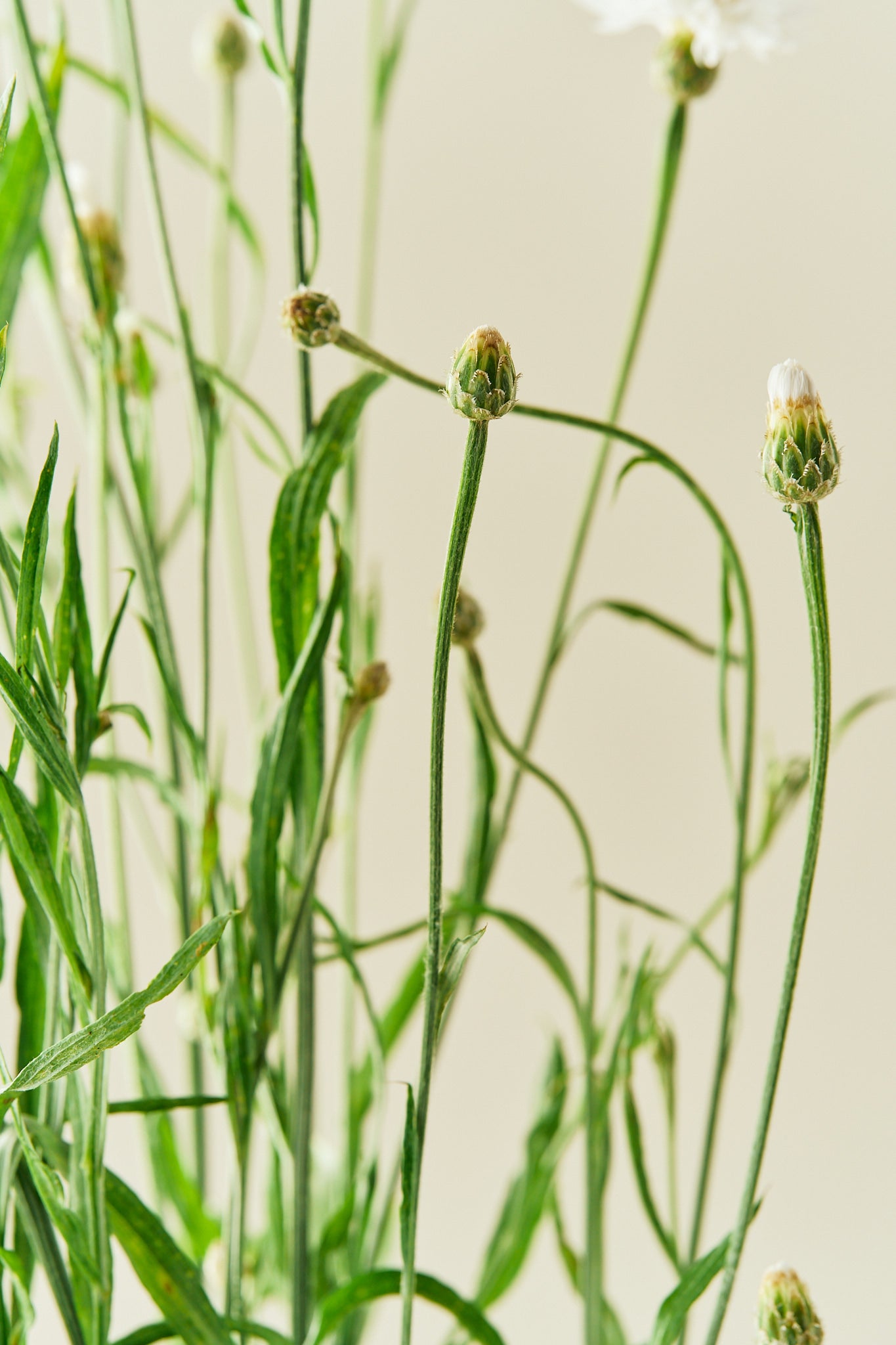 Kornblomst 'White Ball' - frø - 1-årige sommerblomster - til din skærehave her vist på billede 6 fra Frk. Grønt