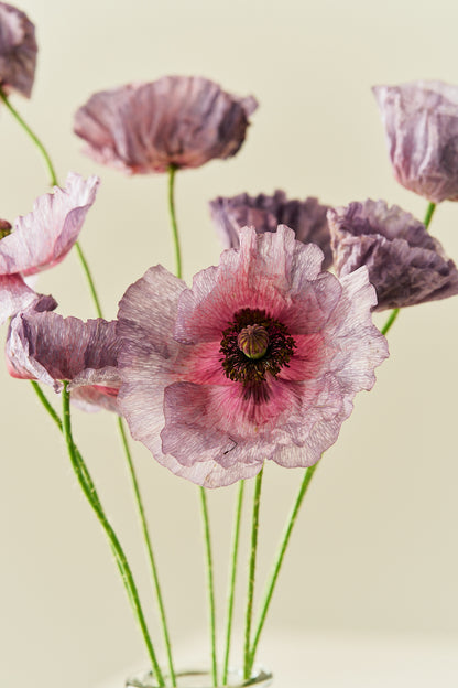Kornvalmue 'Amazing Grey' - frø - 1-årige sommerblomster - til din skærehave her vist på billede 1 fra Frk. Grønt