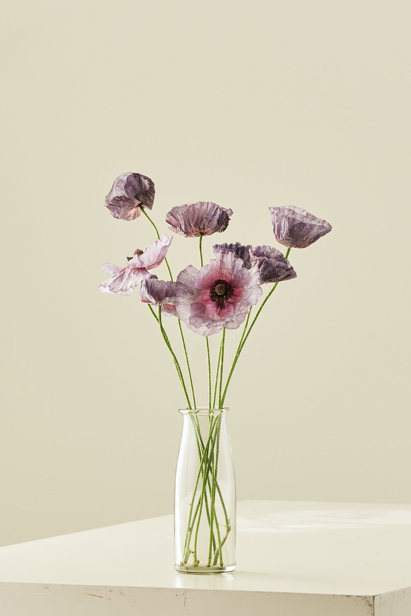 Kornvalmue 'Amazing Grey' - frø - 1-årige sommerblomster - til din skærehave her vist på billede 2 fra Frk. Grønt