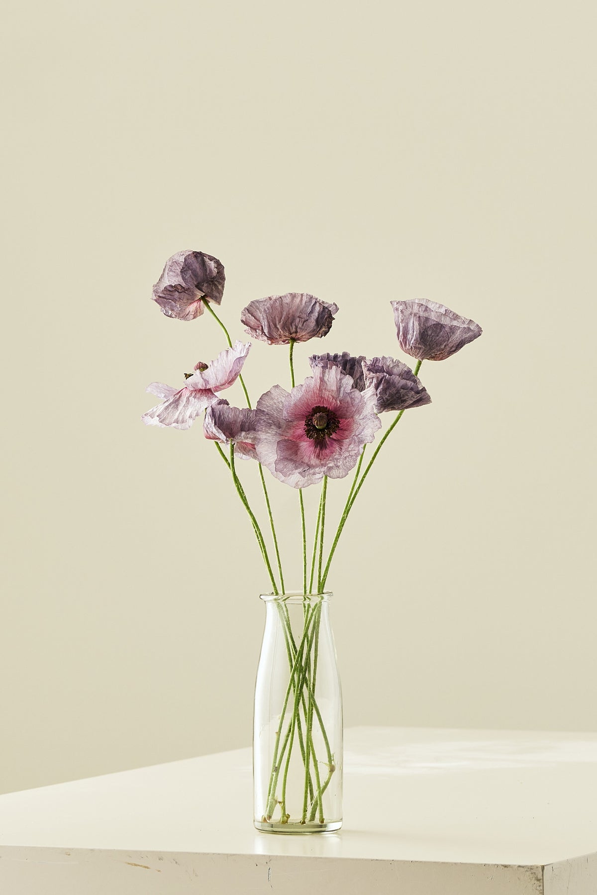 Kornvalmue 'Amazing Grey' - frø - 1-årige sommerblomster - til din skærehave her vist på billede 2 fra Frk. Grønt