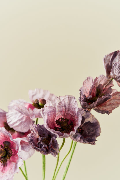 Kornvalmue 'Amazing Grey' - frø - 1-årige sommerblomster - til din skærehave her vist på billede 3 fra Frk. Grønt