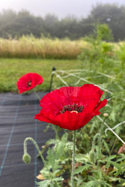 Kornvalmue 'Amazing Grey' - frø - 1-årige sommerblomster - til din skærehave her vist på billede 4 fra Frk. Grønt