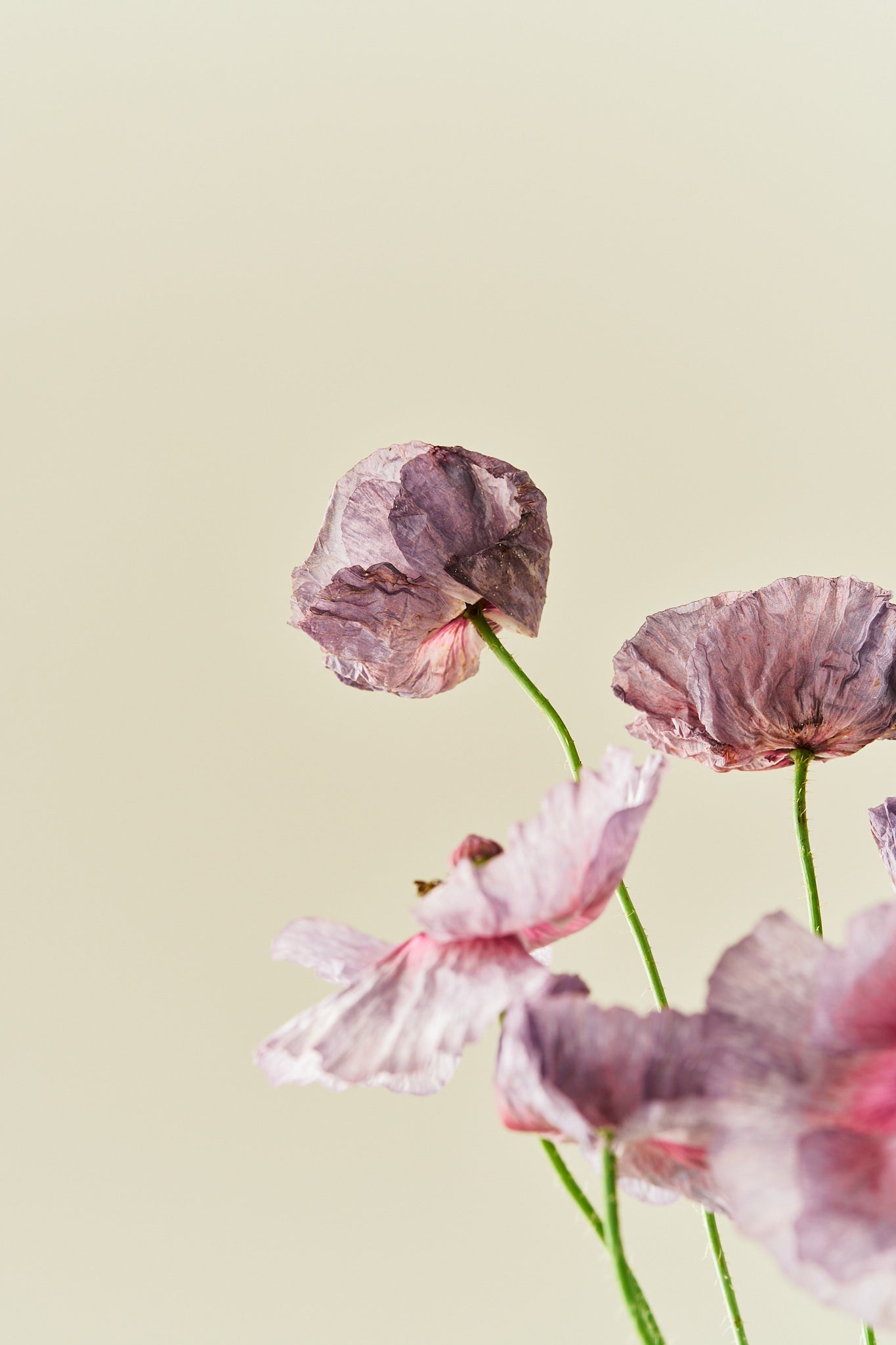Kornvalmue 'Amazing Grey' - frø - 1-årige sommerblomster - til din skærehave her vist på billede 5 fra Frk. Grønt
