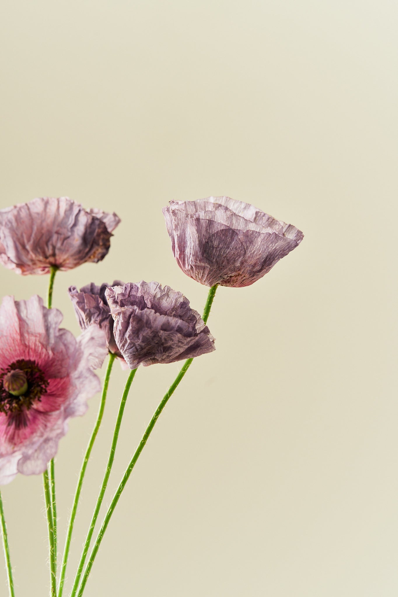 Kornvalmue 'Amazing Grey' - frø - 1-årige sommerblomster - til din skærehave her vist på billede 6 fra Frk. Grønt