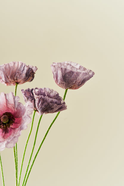 Kornvalmue 'Amazing Grey' - frø - 1-årige sommerblomster - til din skærehave her vist på billede 6 fra Frk. Grønt