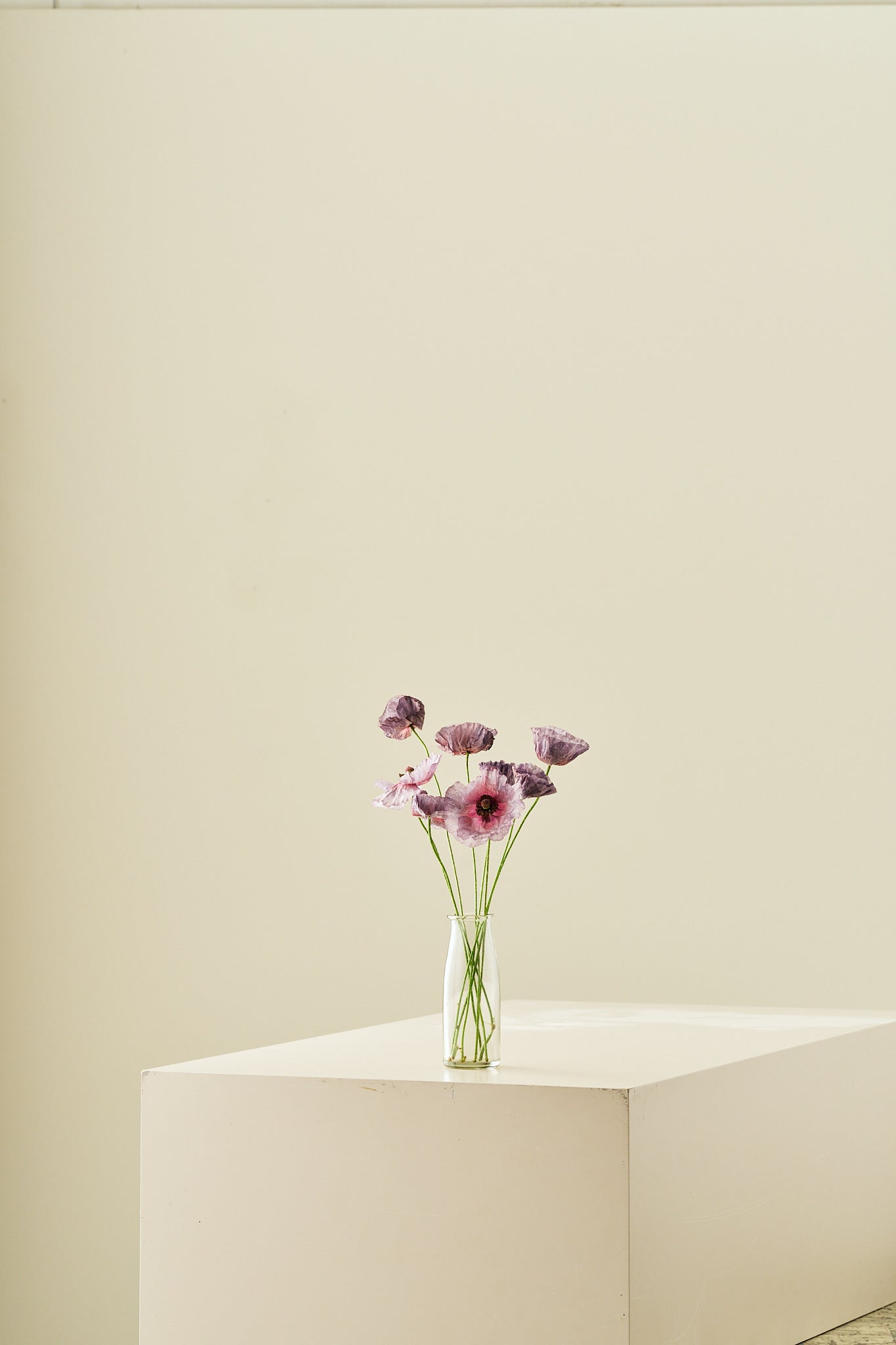 Kornvalmue 'Amazing Grey' - frø - 1-årige sommerblomster - til din skærehave her vist på billede 7 fra Frk. Grønt