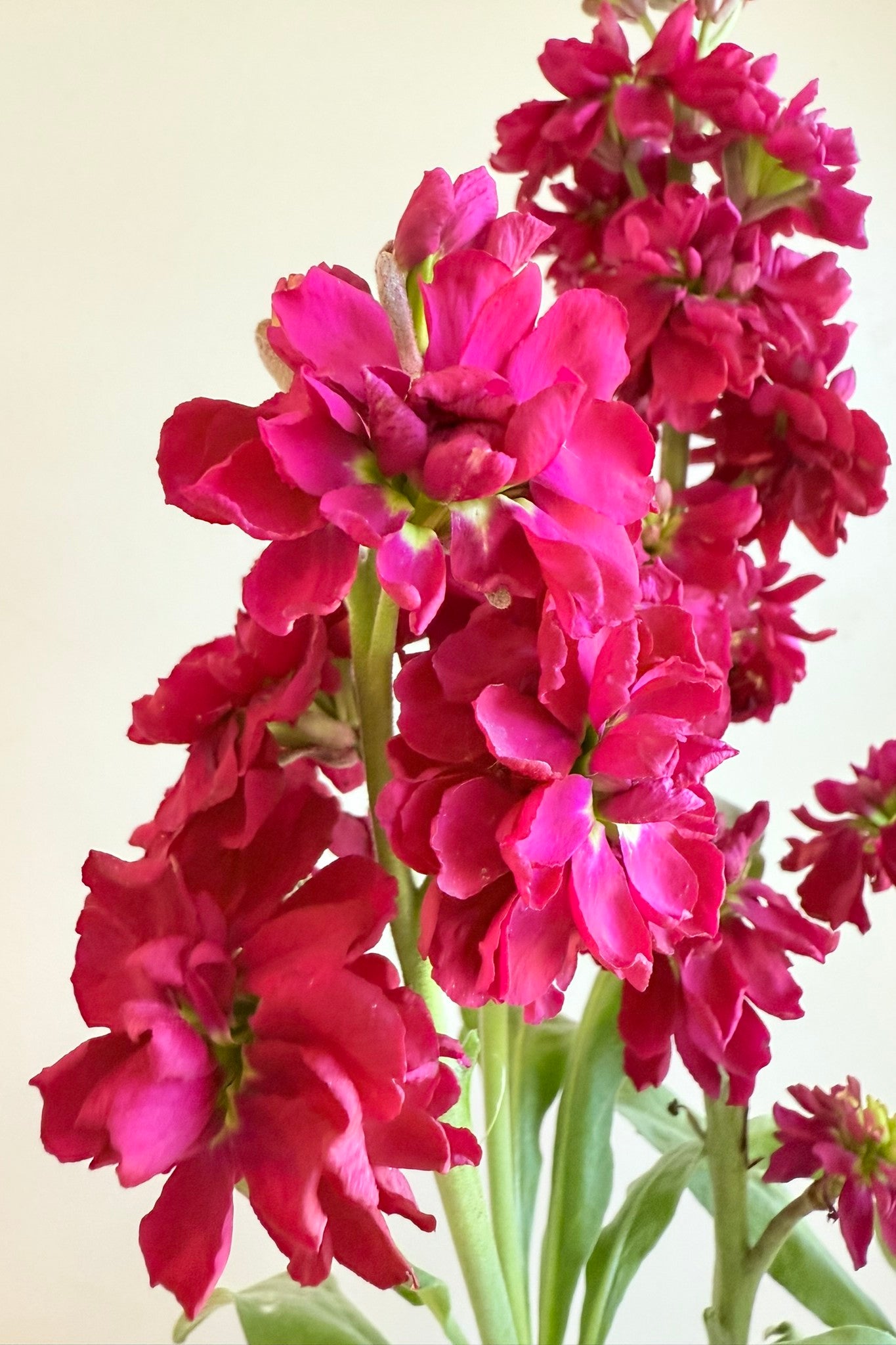 Levkøj 'Anytime Red' - frø - 1-årige sommerblomster - til din skærehave her vist på billede 1 fra Frk. Grønt