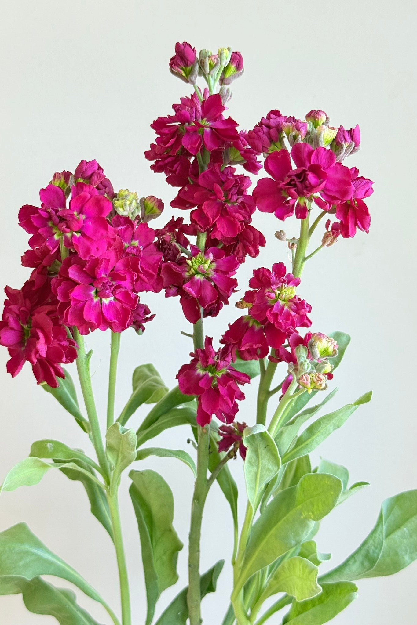 Levkøj 'Anytime Red' - frø - 1-årige sommerblomster - til din skærehave her vist på billede 2 fra Frk. Grønt