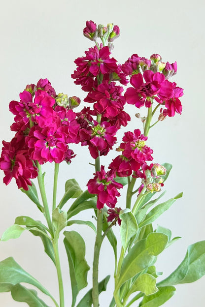 Levkøj 'Anytime Red' - frø - 1-årige sommerblomster - til din skærehave her vist på billede 2 fra Frk. Grønt