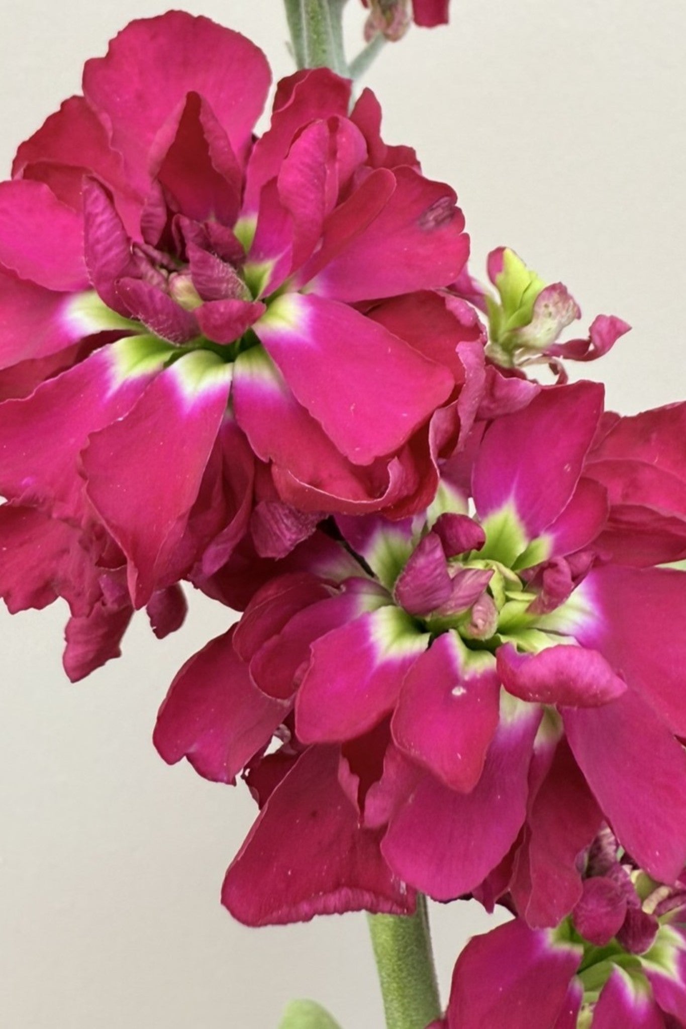 Levkøj 'Anytime Red' - frø - 1-årige sommerblomster - til din skærehave her vist på billede 3 fra Frk. Grønt