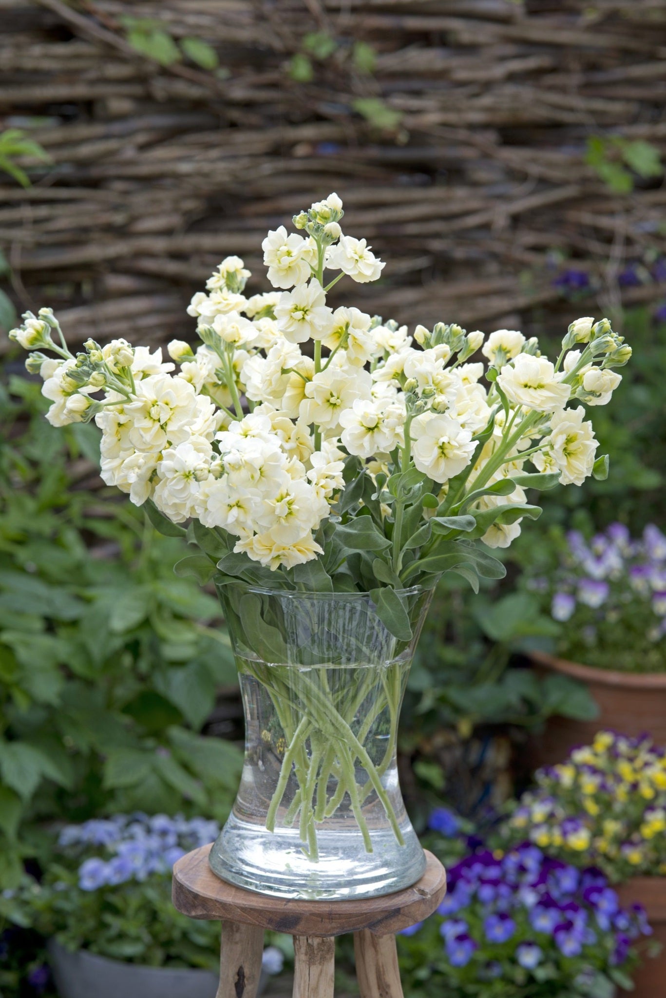 Levkøj 'Anytime Yellow' - frø - 1-årige sommerblomster - til din skærehave her vist på billede 2 fra Frk. Grønt