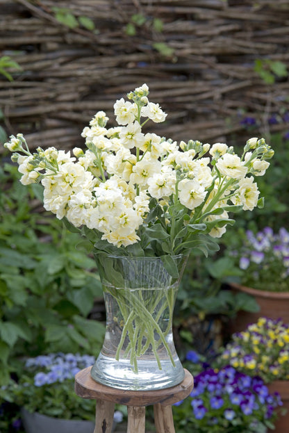 Levkøj 'Anytime Yellow' - frø - 1-årige sommerblomster - til din skærehave her vist på billede 2 fra Frk. Grønt