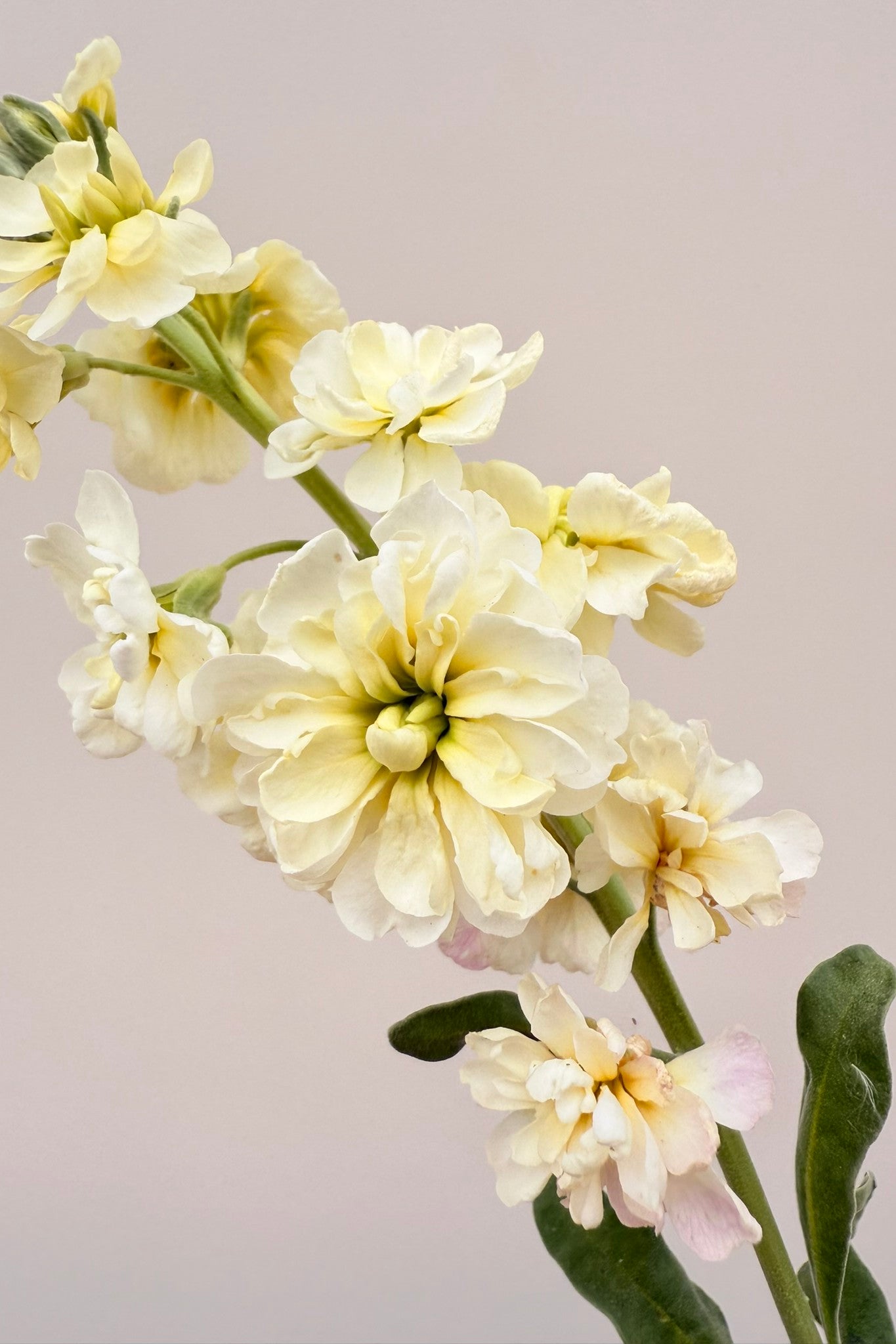 Levkøj 'Anytime Yellow' - frø - 1-årige sommerblomster - til din skærehave her vist på billede 3 fra Frk. Grønt