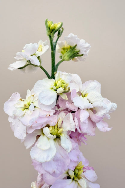 Levkøj 'Column Appleblossom' - frø - 1-årige sommerblomster - til din skærehave her vist på billede 4 fra Frk. Grønt