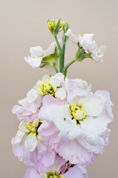 Levkøj 'Column Appleblossom' - frø - 1-årige sommerblomster - til din skærehave her vist på billede 5 fra Frk. Grønt