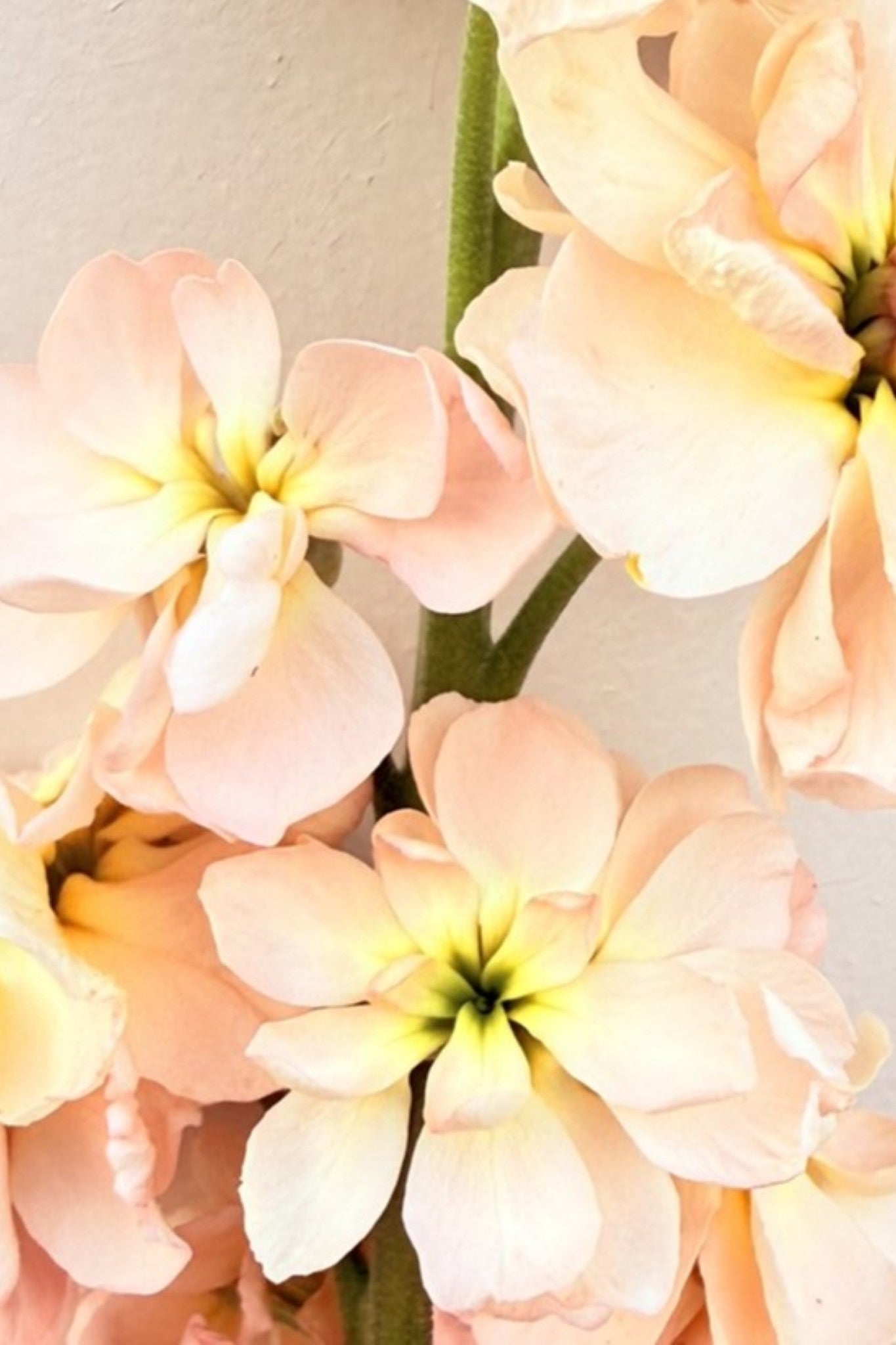 Levkøj 'Column Apricot' - frø - 1-årige sommerblomster - til din skærehave her vist på billede 1 fra Frk. Grønt