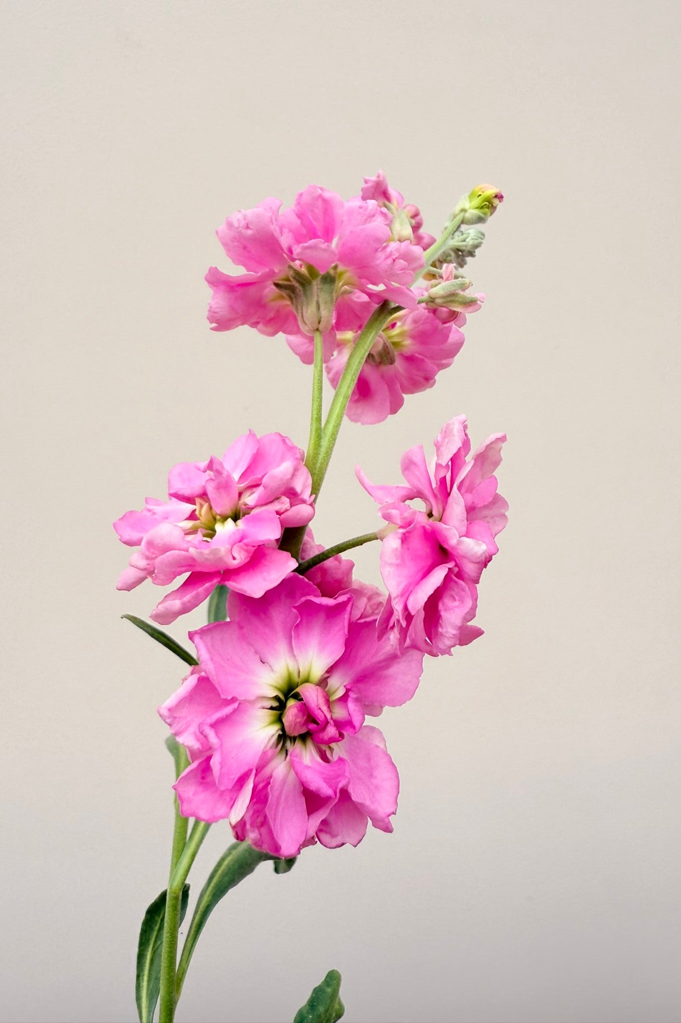 Levkøj 'Katz Pink' - frø - 1-årige sommerblomster - til din skærehave her vist på billede 2 fra Frk. Grønt
