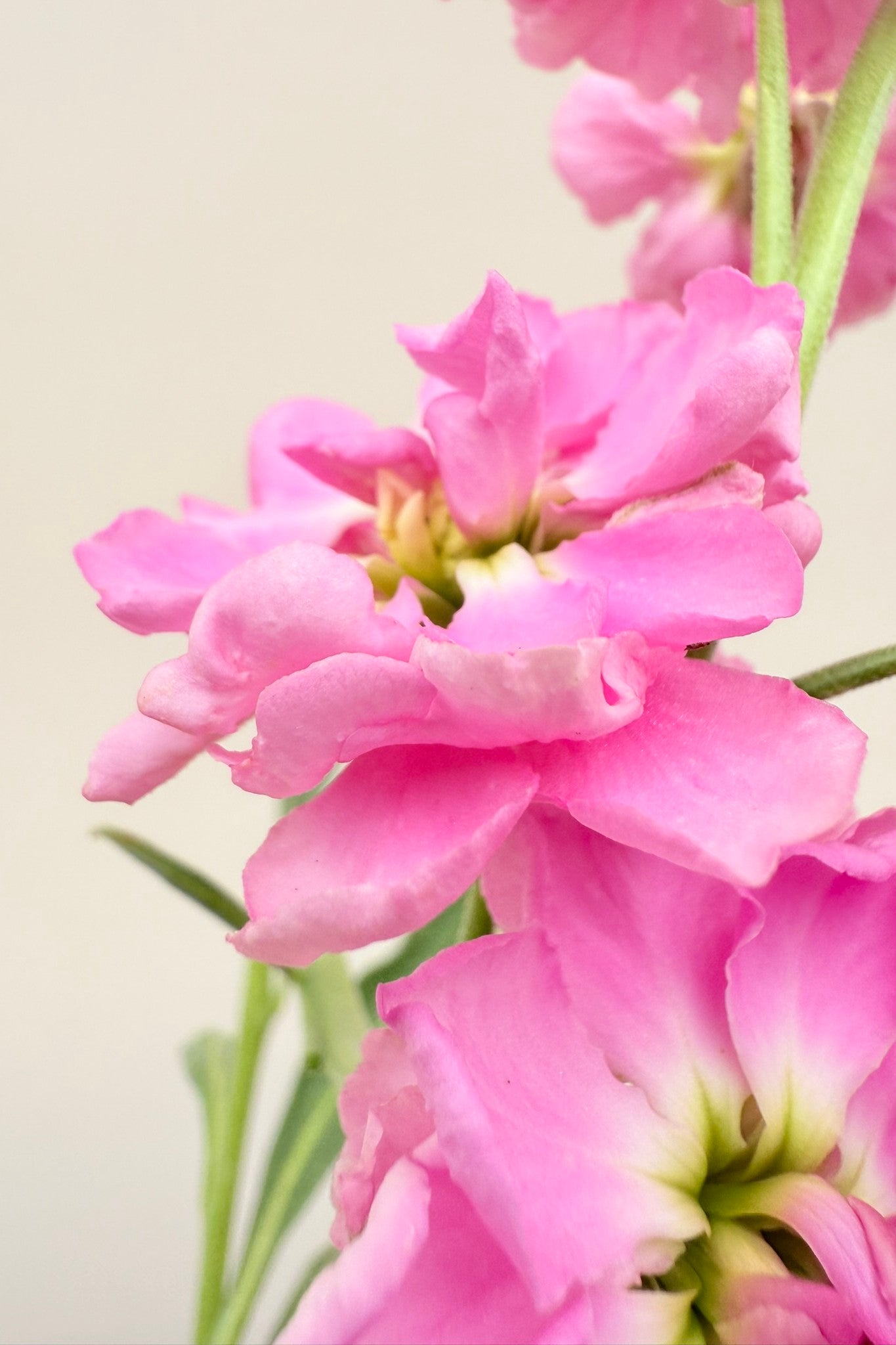 Levkøj 'Katz Pink' - frø - 1-årige sommerblomster - til din skærehave her vist på billede 4 fra Frk. Grønt