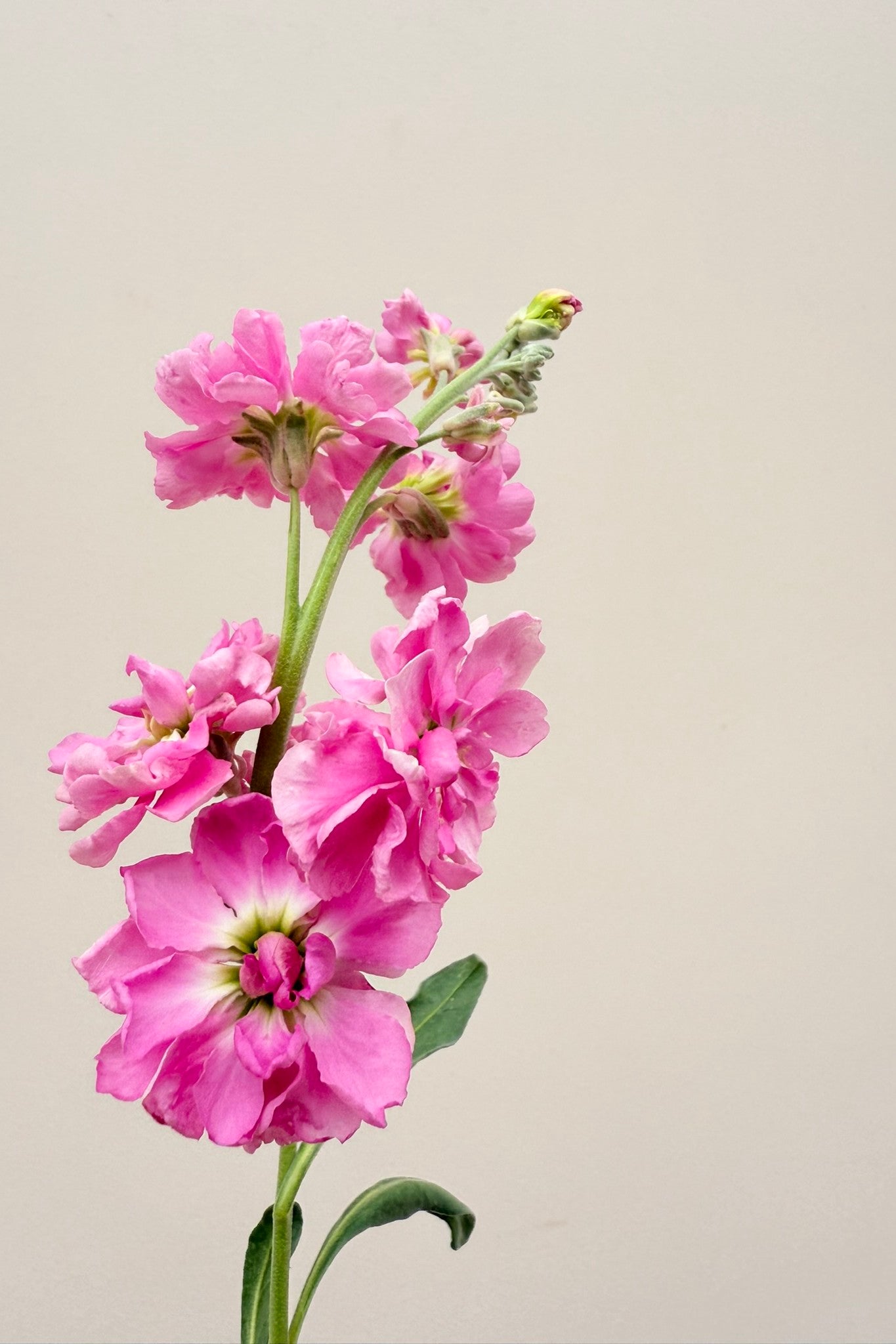 Levkøj 'Katz Pink' - frø - 1-årige sommerblomster - til din skærehave her vist på billede 5 fra Frk. Grønt