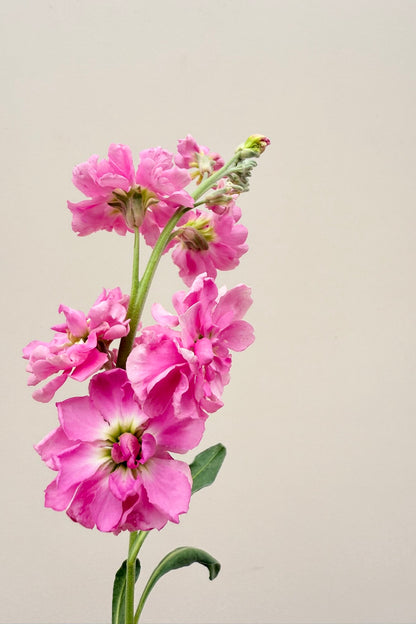 Levkøj 'Katz Pink' - frø - 1-årige sommerblomster - til din skærehave her vist på billede 5 fra Frk. Grønt