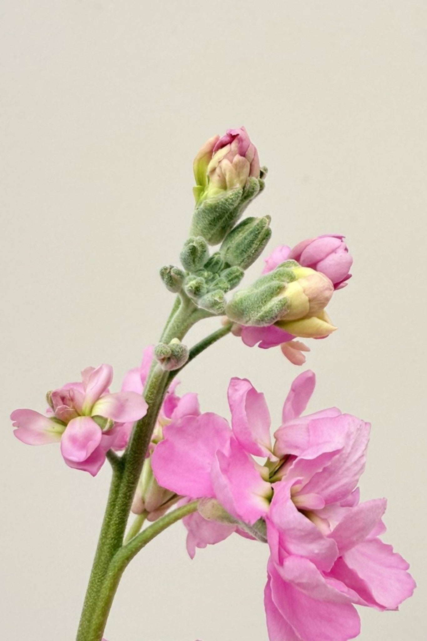 Levkøj 'Katz Pink' - frø - 1-årige sommerblomster - til din skærehave her vist på billede 6 fra Frk. Grønt