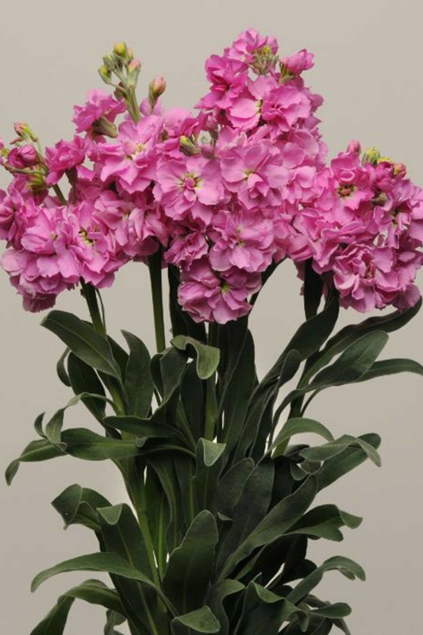 Levkøj 'Katz Pink' - frø - 1-årige sommerblomster - til din skærehave her vist på billede 7 fra Frk. Grønt