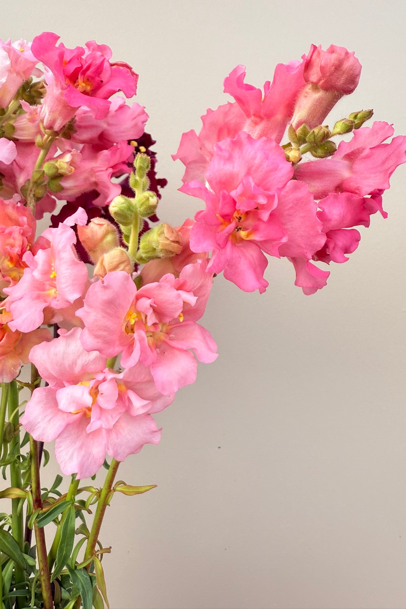 Løvemund 'Madame Butterfly Mix' - frø - 1-årige sommerblomster - til din skærehave her vist på billede 2 fra Frk. Grønt