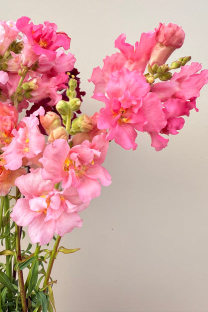 Løvemund 'Madame Butterfly Mix' - frø - 1-årige sommerblomster - til din skærehave her vist på billede 2 fra Frk. Grønt