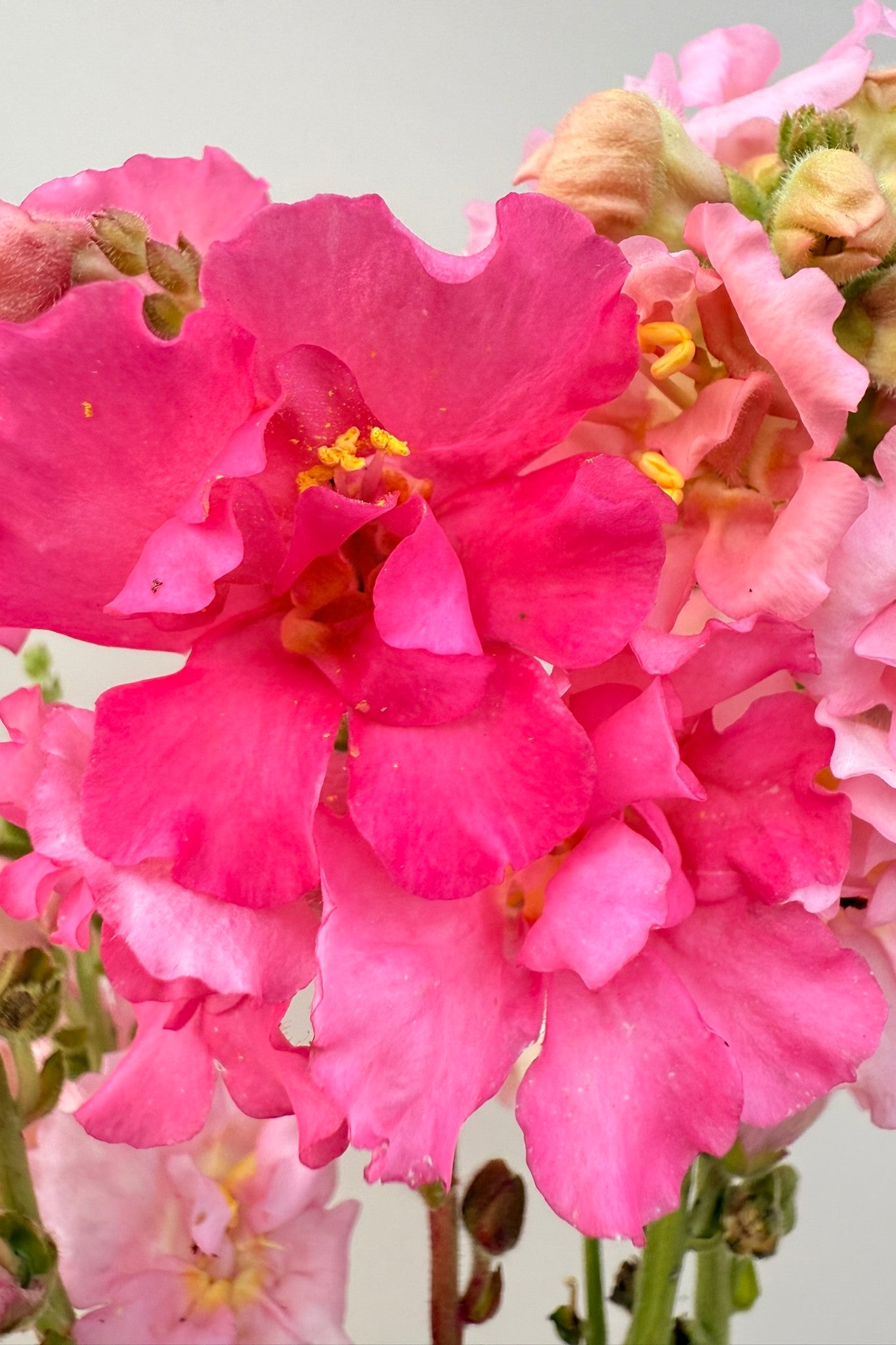 Løvemund 'Madame Butterfly Mix' - frø - 1-årige sommerblomster - til din skærehave her vist på billede 3 fra Frk. Grønt