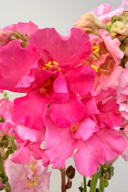 Løvemund 'Madame Butterfly Mix' - frø - 1-årige sommerblomster - til din skærehave her vist på billede 3 fra Frk. Grønt