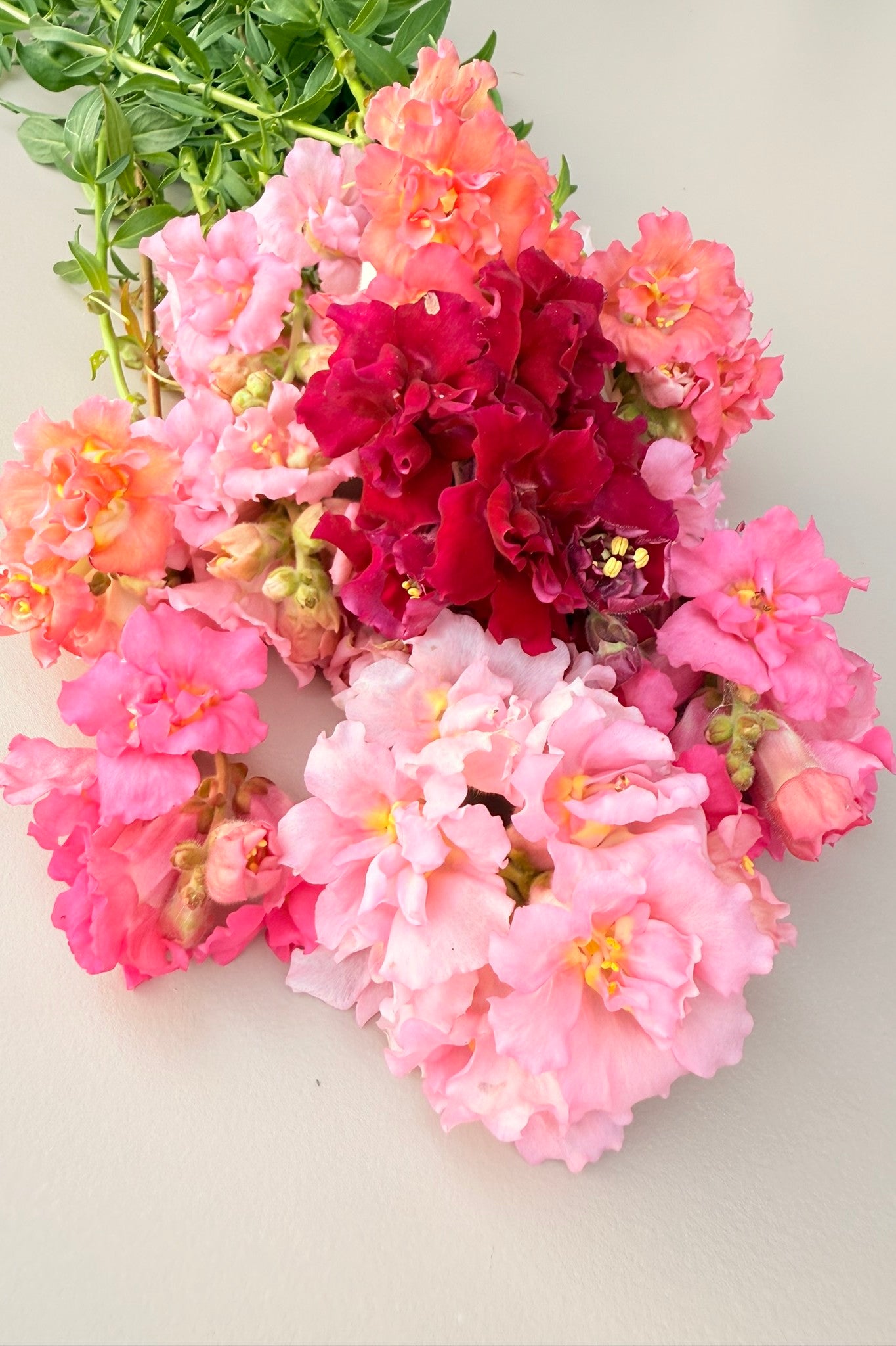 Løvemund 'Madame Butterfly Mix' - frø - 1-årige sommerblomster - til din skærehave her vist på billede 7 fra Frk. Grønt