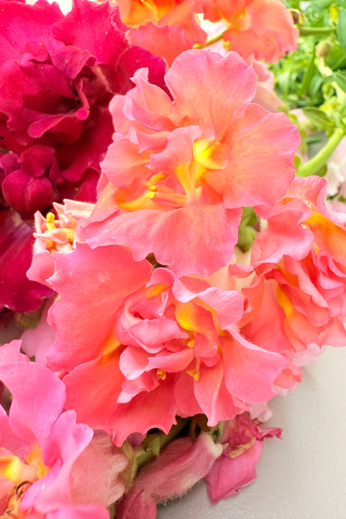 Løvemund 'Madame Butterfly Mix' - frø - 1-årige sommerblomster - til din skærehave her vist på billede 8 fra Frk. Grønt