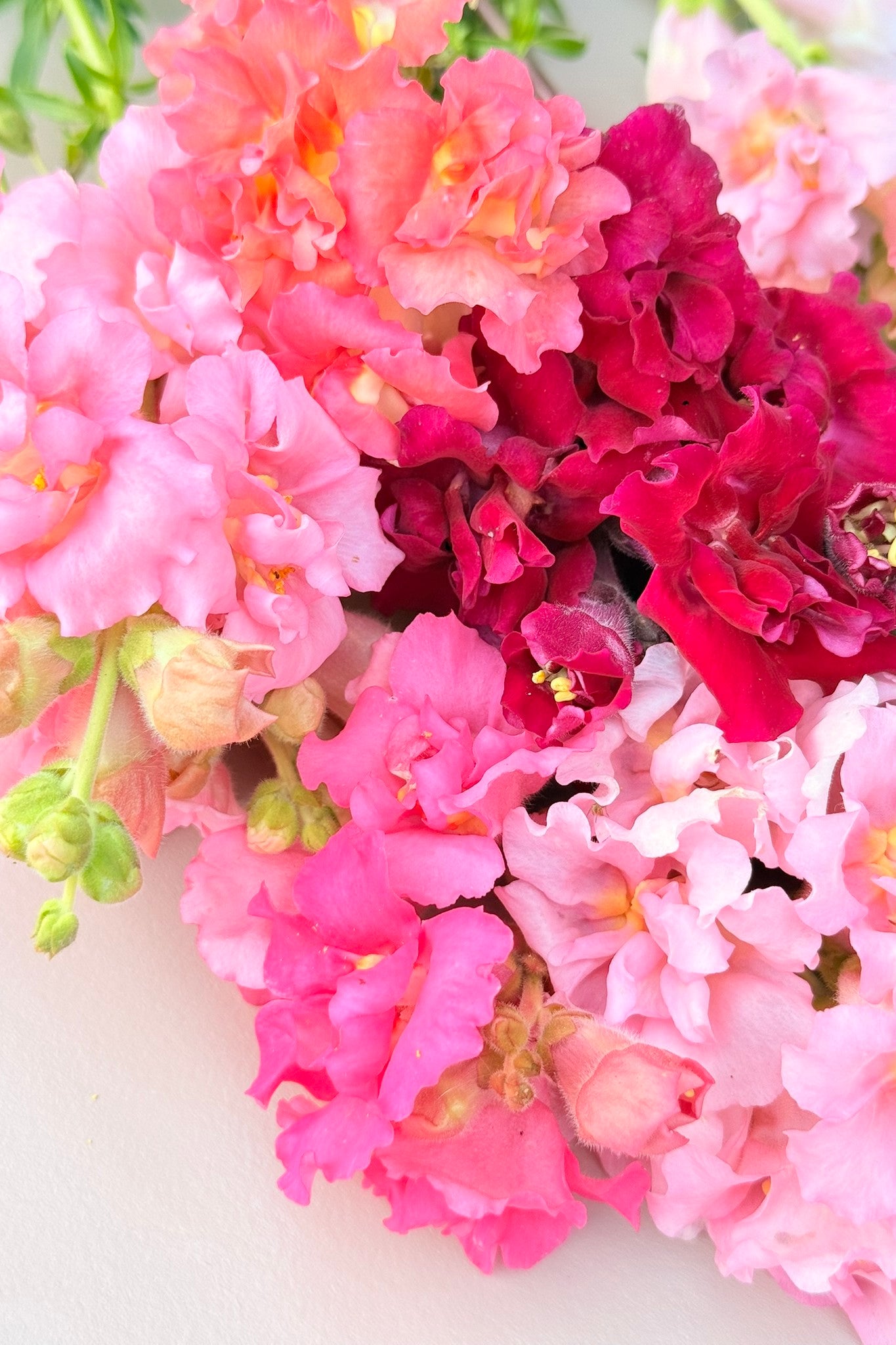 Løvemund 'Madame Butterfly Mix' - frø - 1-årige sommerblomster - til din skærehave her vist på billede 9 fra Frk. Grønt