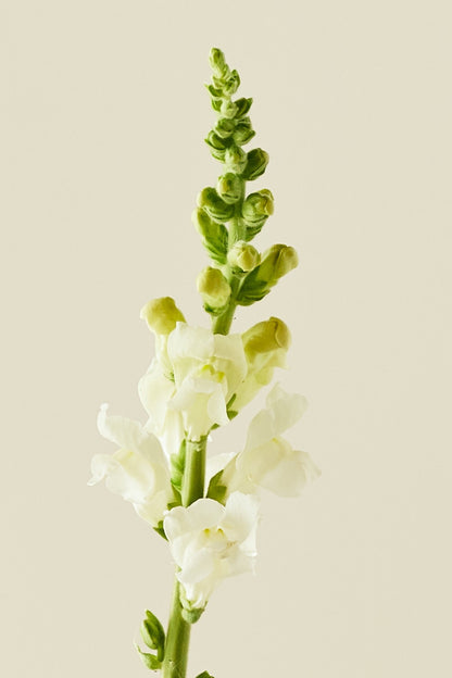 Løvemund 'Potomac Ivory White' - frø - 1-årige sommerblomster - til din skærehave her vist på billede 2 fra Frk. Grønt