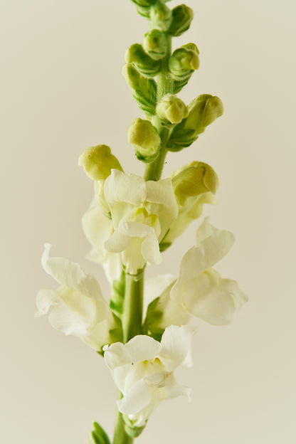 Løvemund 'Potomac Ivory White' - frø - 1-årige sommerblomster - til din skærehave her vist på billede 3 fra Frk. Grønt